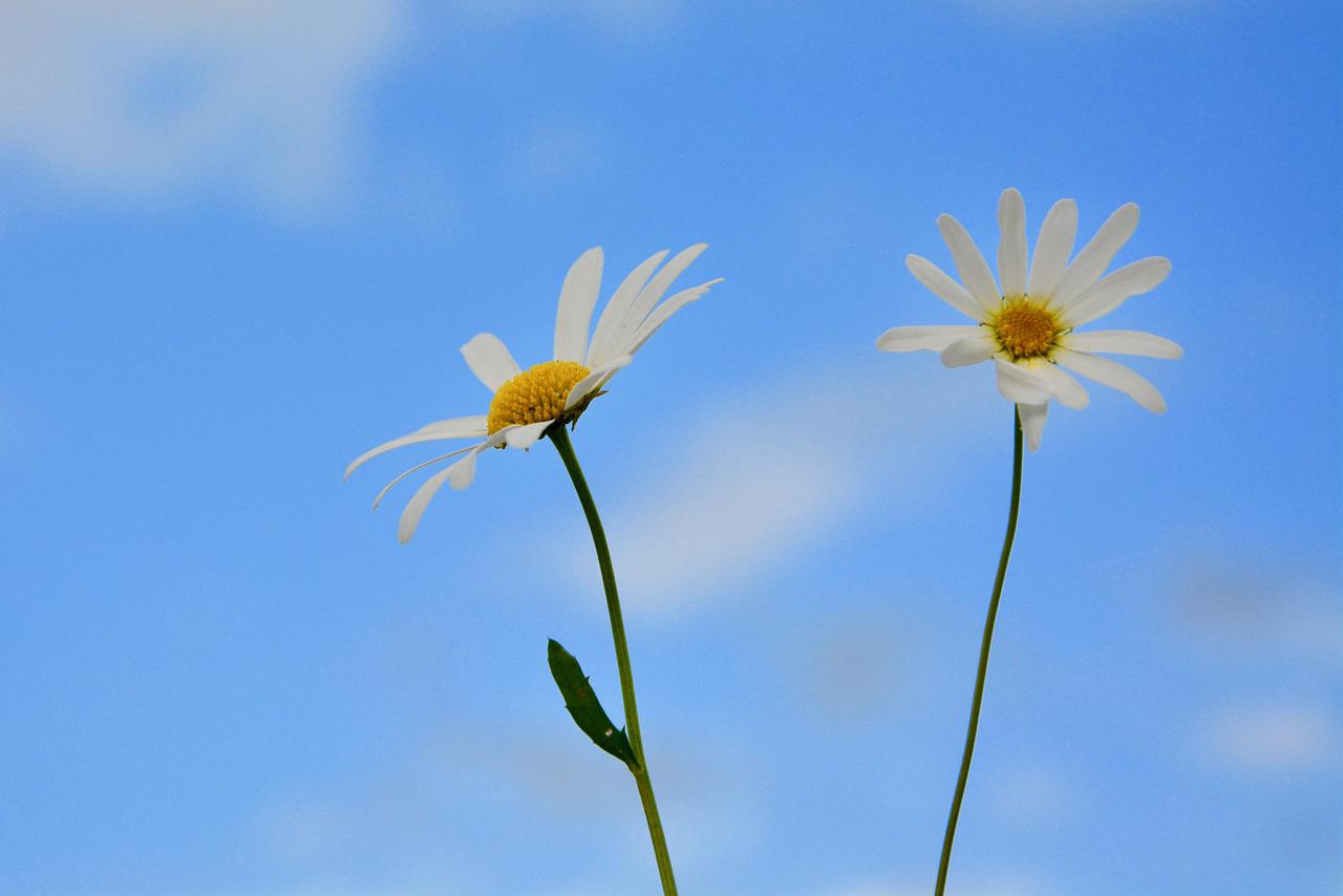 Semente de Urucum - Benefícios, Usos e Onde Comprar